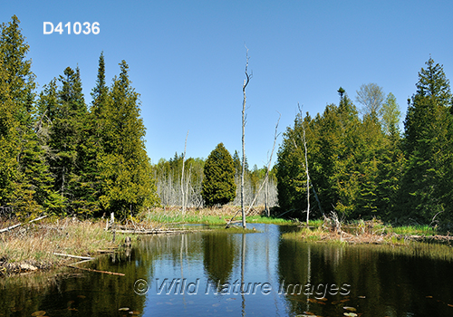 Eastern Great Lakes lowland forests